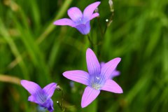 Nr.-178-Glockenblumen-im-neuen-Moor-am-langen-Damm