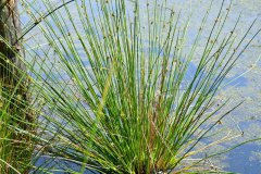 Nr.-183-Sumpfgras-im-neuen-Moor