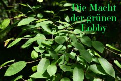 Nr.-702-Die-gruene-Lobby