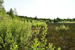 Nr.-98-Moor-strahlender-Sonnenschein