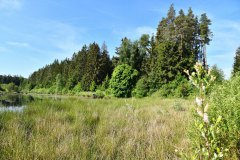 Nr.-99-Moor-im-Juni-2022