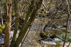 1_Nr.-337-Wasserzulauf-Engelmannsteich