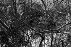 1_Nr.-533-Moorwald-in-der-Moorwiese-Engelmannsholz