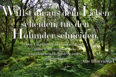1_Nr.-73-Legende-Holunder-Engelmannsteich-Tirschenreuth