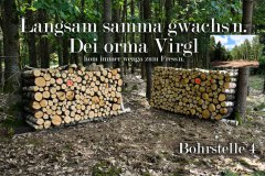 1_Nr.-853-Bohrstelle-4-Abgeholzter-Birkenwald
