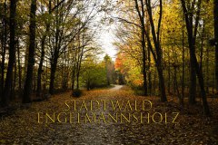 1_Nr.-967-Herbst-im-Stadtwald-Engelmannsholz