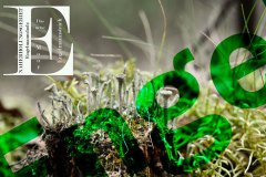 1_Versuch-Schrift-gruen