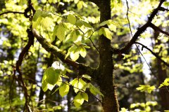 NR.-376-Fruehling-Engelmannsholz