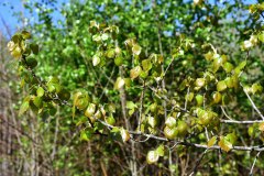 Nr-519-Pappel-im-Moorwald-am-Rande-der-Moorwiese