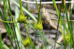 Nr.-1000-Versiegelung-von-Klimawald-Tirschenreuth