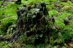 Nr.-1003-Versiegelung-Egnelmannsholz-Moose