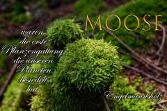 Nr.-1004-Moose-im-Engelmannsholz