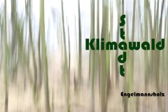 Nr.-1007-Klimawald-Engelmannsholz