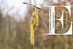 Nr.-101-Haselnuss-Engelmannsholz