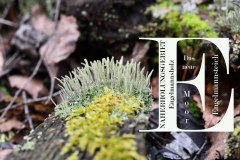 Nr.-102-Flechten-Engelmannsholz