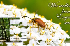 Nr.-1020-Engelmannsholz-Tirschenreuth