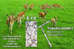 Nr.-1023-Klimawald-Engelmannsholz