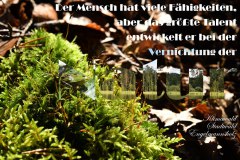 Nr.-1041-Vernichtung-von-Natur-Engelmannsholz