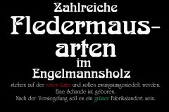 Nr.-1072-Fledermaeuse-im-Engelmannsholz