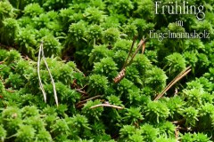 Nr.-1078-Fruehling-im-Engelmannsholz
