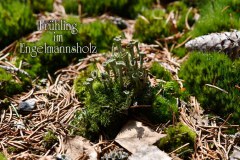 Nr.-1080-Fruehling-im-Engelmannsholz