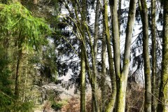 Nr.-1082-Fruehling-Engelmannsholz