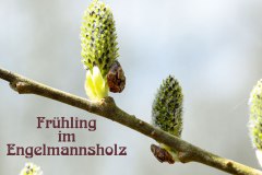 Nr.-1084-Fruehling-im-Engelmannsholz