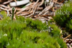 Nr.-1088-Fruehling-im-Engelmannsholz