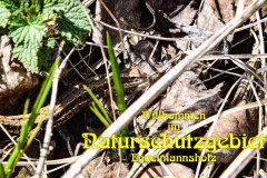 Nr.-1101-Naturschutzgebiet-Engelmannsholz-1