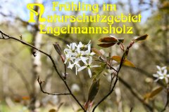 Nr.-1103-Naturschutzgebiet-Engelmannsholz-3