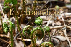 Nr.-1105-Naturschutzgebiet-Engelmannsholz-5
