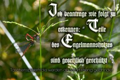 Nr.-1109-Teile-des-Engelmannsholzes-sind-ges.-geschuetzt
