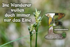 Nr.-1117-Engelmannsholz-Wandern