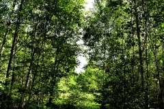 Nr.-1135-Naturschutzgebiet-Engelmannsholz-4