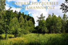 Nr.-1136-Naturschutzgebiet-Engelmannsholz