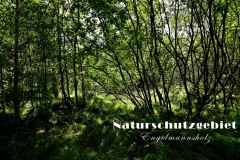 Nr.-1137-Naturschutzgebiet-Engelmannsholz