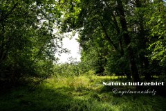 Nr.-1138-Naturschutzgebiet-Engelmannsholz