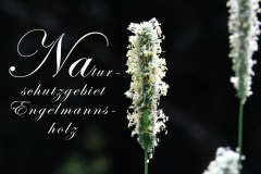Nr.-1140-Naturschutzugebiet-Engelmannsholz