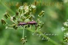 Nr.-1141-Naturschutzgebiet-Engelmannsholz