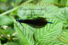 Nr.-1143-Naturschutzgebiet-Engelmannsholz