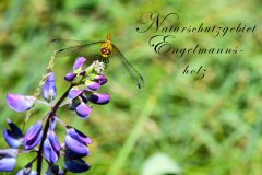 Nr.-1144-Naturschutzgebiet-Engelmannsholz-14