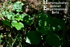 Nr.-1145-Naturschutzgebiet-Engelmannsholz