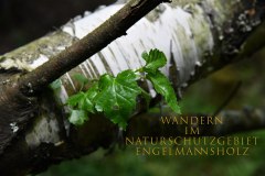 Nr.-1148-Wandern-im-Naturschutzgebiet-Englmannsholz