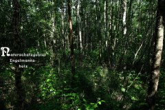 Nr.-1151-Naturschutzgebiet-Engelmannsholz