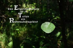 Nr.-1152-Naturschutzgebiet-Engelmannsholz