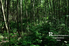 Nr.-1152-Naturshcutzgebiet-Engelmannsholz