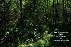 Nr.-1153-Naturschutzgebiet-Engelmannsholz