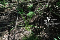 Nr.-1154-Wassernot-im-Naturschutzgebiet