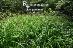 Nr.-1155-Naturschutzgebiet-Engelmannsholz