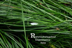 Nr.-1156-Naturschutzgebiet-Engelmannsholz